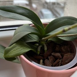 Orchids, crinkly leaves and bent stems ARM EN Community