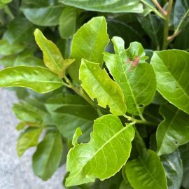 Outdoor ornamental plants, perforated leaves ARM EN Community
