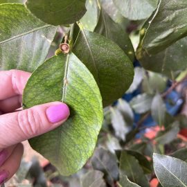 Citrus, sticky leaves and lice ARM EN Community