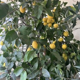 Citrus, sticky leaves and lice ARM EN Community