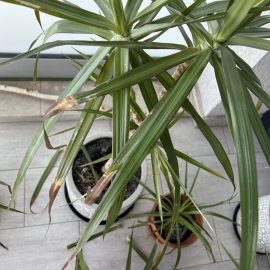 Dracaena, the leaves are burnt from the tip and fall off the stem ARM EN Community