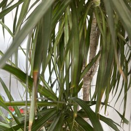 Dracaena, the leaves are burnt from the tip and fall off the stem ARM EN Community