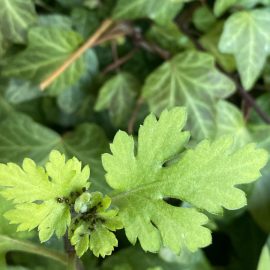 Outdoor Ornamental Plants, Black Beetles on Ivy and Chrysanthemums – aphids ARM EN Community