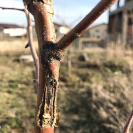 Apple tree, Golden Delicious – the upper part of the the trunk is peeling off ARM EN Community