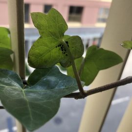 Ivy – treatments against aphids ARM EN Community
