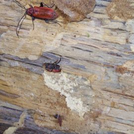 Pest Control, flying insects found on my firewood ARM EN Community