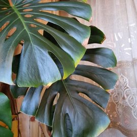 Monstera, yellowing of the leaf tips ARM EN Community