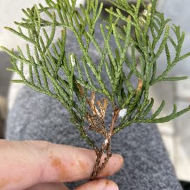Thuja, small, brown insects ARM EN Community