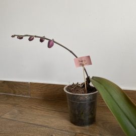 Orchids, crown rot ARM EN Community