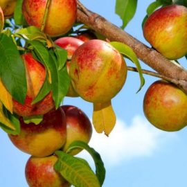nectarine-care-tips-harvesting