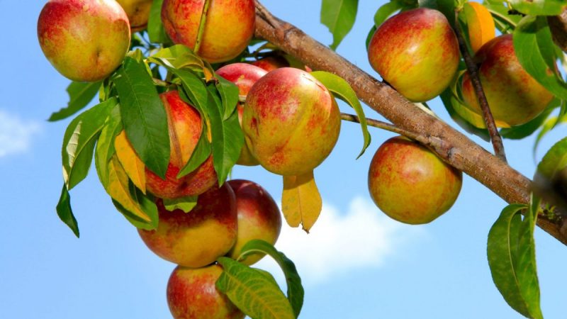 Nectarine Care: Planting, Growing, and Harvesting Tips