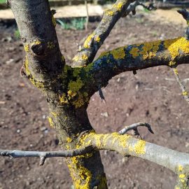 Pear tree, signs of disease – damaged trunk ARM EN Community
