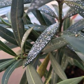 Oleander, I don’t know what the white spots on the leaves are – scale insects ARM EN Community
