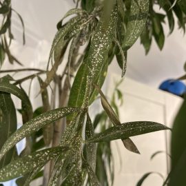 Oleander, severe attack by scale insects ARM EN Community