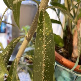 Oleander, severe attack by scale insects ARM EN Community