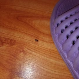 Pest Control, identifying the black insect on the floor ARM EN Community