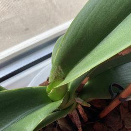 Orchids, abnormal looking leaves ARM EN Community