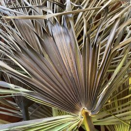Palm tree, dry-looking leaves ARM EN Community