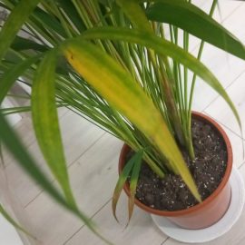 The leaves of my Areca palm are turning yellow ARM EN Community