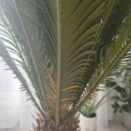 Palm tree, Cycas, recently purchased, is turning yellow ARM EN Community