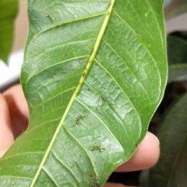 Mango, brown spots on the leaves and the presence of a colorless liquid ARM EN Community