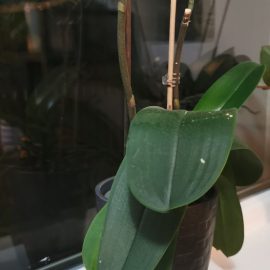 Orchids, black spots on their leaves ARM EN Community