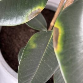 Ficus, leaf spots and possible mites ARM EN Community