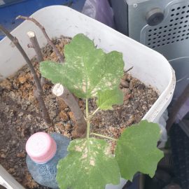 Fig, leaves with light colored spots ARM EN Community