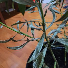 Oleander, probable infestation with scale insects ARM EN Community