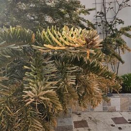Fir tree, planted at a very large size, started to turn yellow ARM EN Community