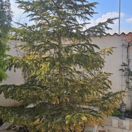 Fir tree, planted at a very large size, started to turn yellow ARM EN Community