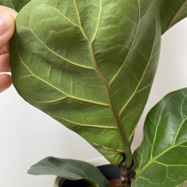 Ficus, small spots on the underside of leaves ARM EN Community