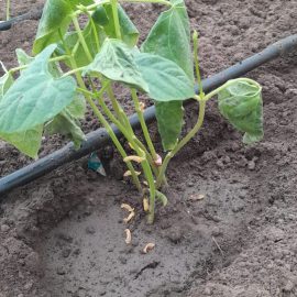 Beans, brown, undeveloped roots and faded leaves ARM EN Community