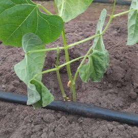 Beans, brown, undeveloped roots and faded leaves ARM EN Community