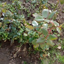 Roses, plants with remaining leaves after the winter ARM EN Community