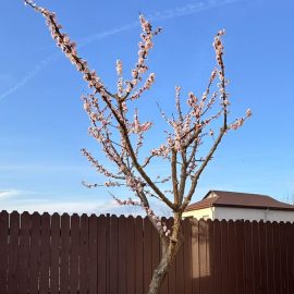 Apricot and plum tree treatments during the flowering period ARM EN Community