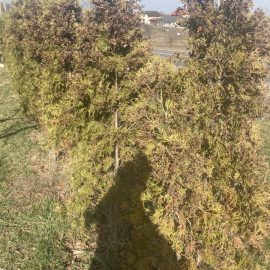 Thuja, they look really bad, they’re not green ARM EN Community