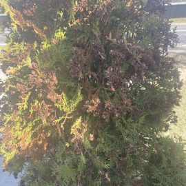 Thuja, they look really bad, they’re not green ARM EN Community
