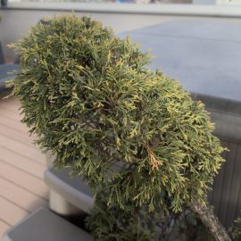 Thuja, they’re potted and they’ve turned yellow ARM EN Community