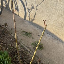 Roses, pruned stems, dry ARM EN Community