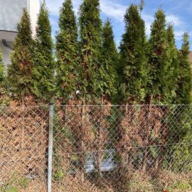 Thuja, drying in the shaded area ARM EN Community