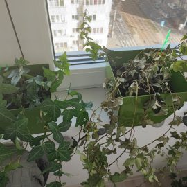 Ivy, dry plant ARM EN Community