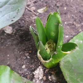 Hyacinth, affected leaves and buds ARM EN Community