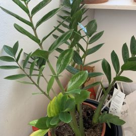 Indoor Ornamental Plants, pineapple and zamioculcas with symptoms of deterioration ARM EN Community