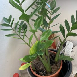 Indoor Ornamental Plants, pineapple and zamioculcas with symptoms of deterioration ARM EN Community
