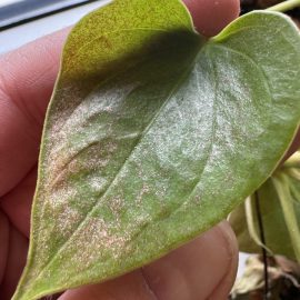 Anthurium, deteriorated and yellow leaves ARM EN Community