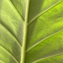 Alocasia, web with ‘white dots’ on the underside of the leaves ARM EN Community