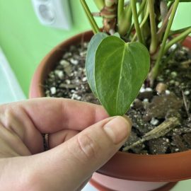 Anthurium, tiny dots on the leaves ARM EN Community