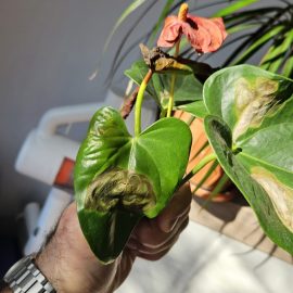 Anthurium, dried leaves and flowers ARM EN Community