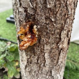 Plum tree, sap on the trunk, treatment ARM EN Community